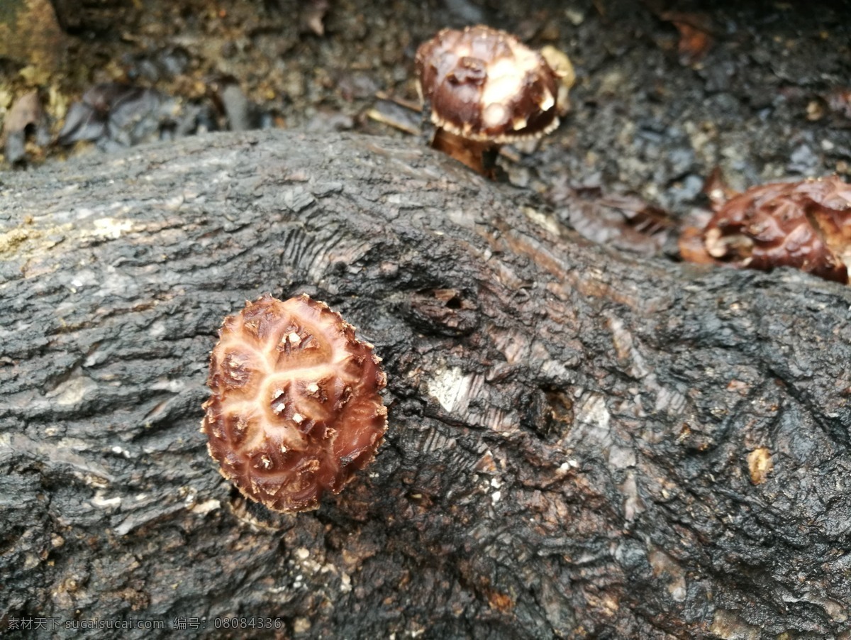 小花菇 山珍 椴木香菇 青岗木香菇 原生态香菇 自然摄影 生物世界 其他生物
