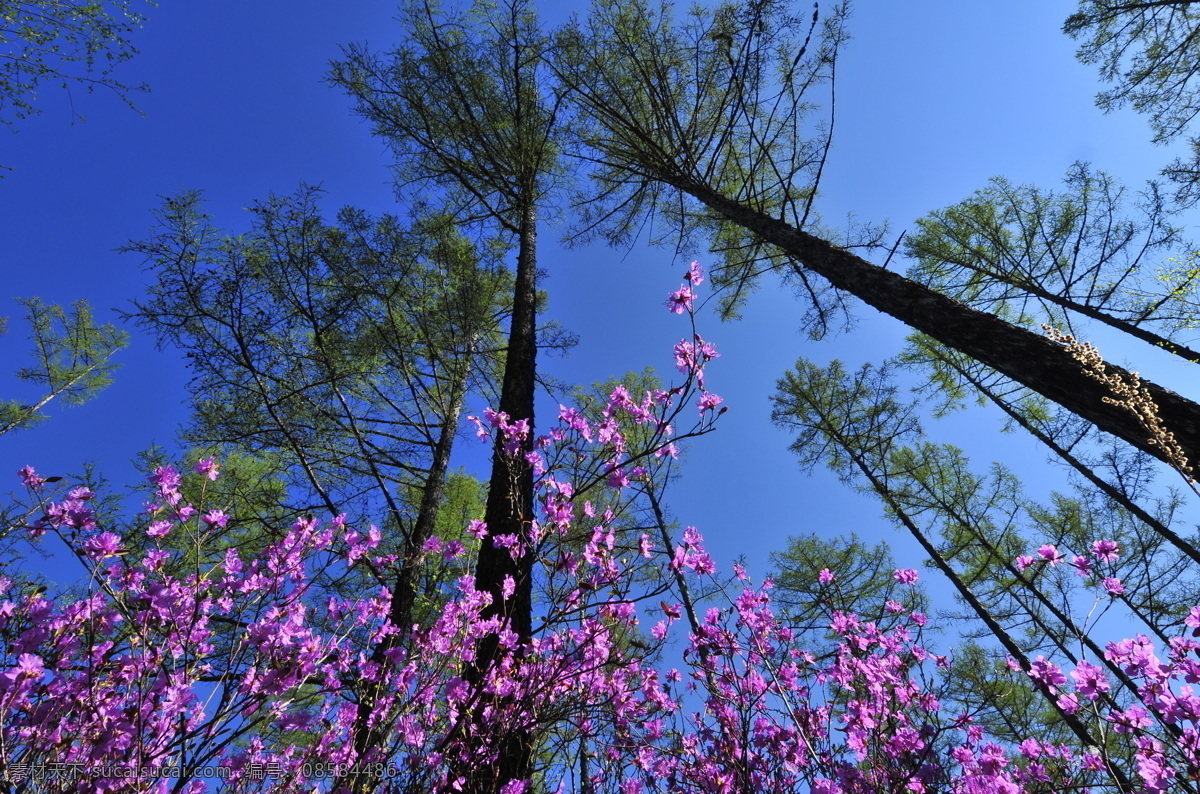 杜鹃花 蓝天 兴安杜鹃 落叶松 映山红 森林 生物世界 花草