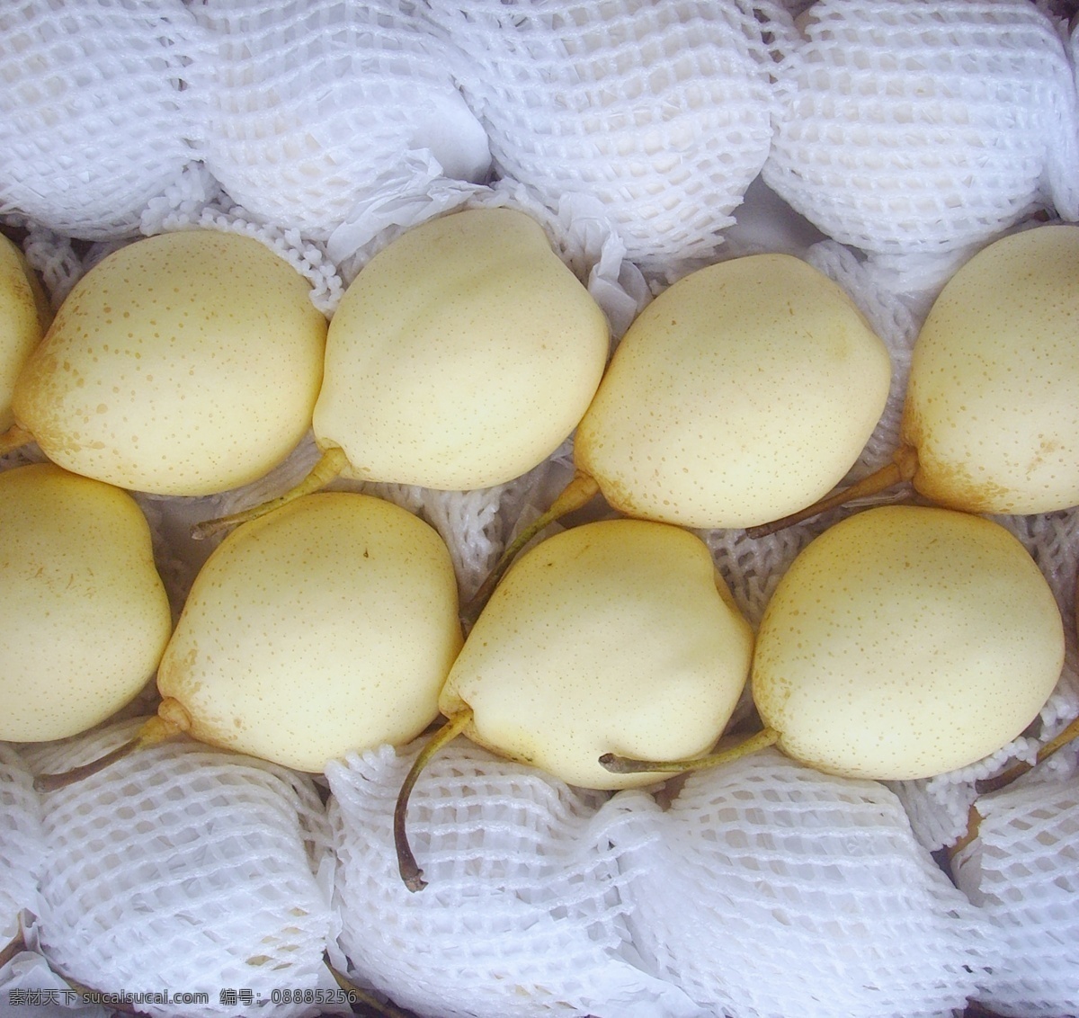 鸭梨 果蔬 水果 梨 出口级鸭梨 套网套的鸭梨 生物世界