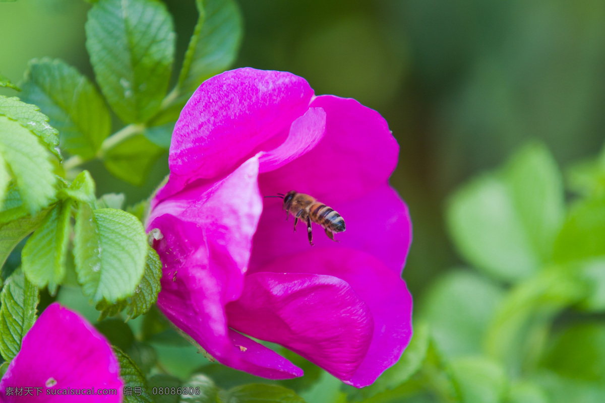蜜蜂采蜜 花朵 绿叶 蜜蜂 采蜜 昆虫 生物世界 紫色