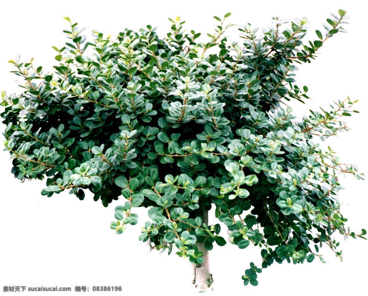 树 贴图素材 377 植物 室外贴图 建筑装饰 设计素材 白色