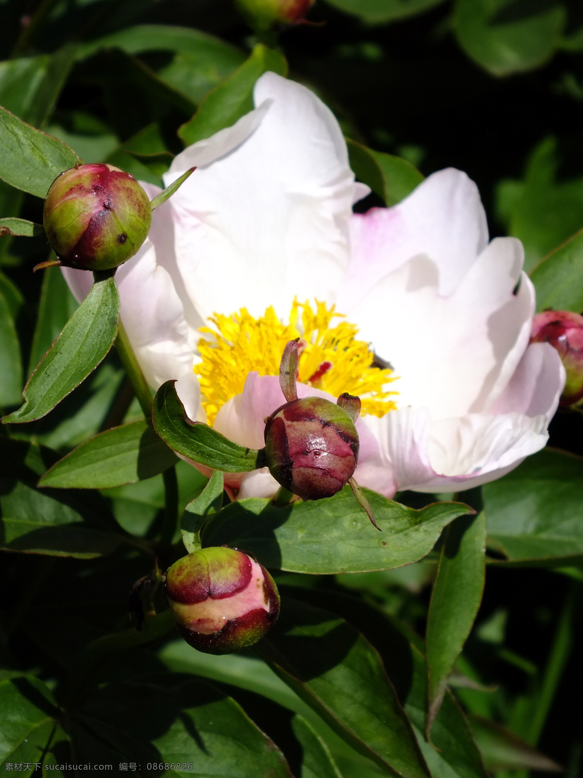 春天 花草 花朵 花卉 教育 芍药花 生物世界 校园 根河市 中学 学校 植物 psd源文件