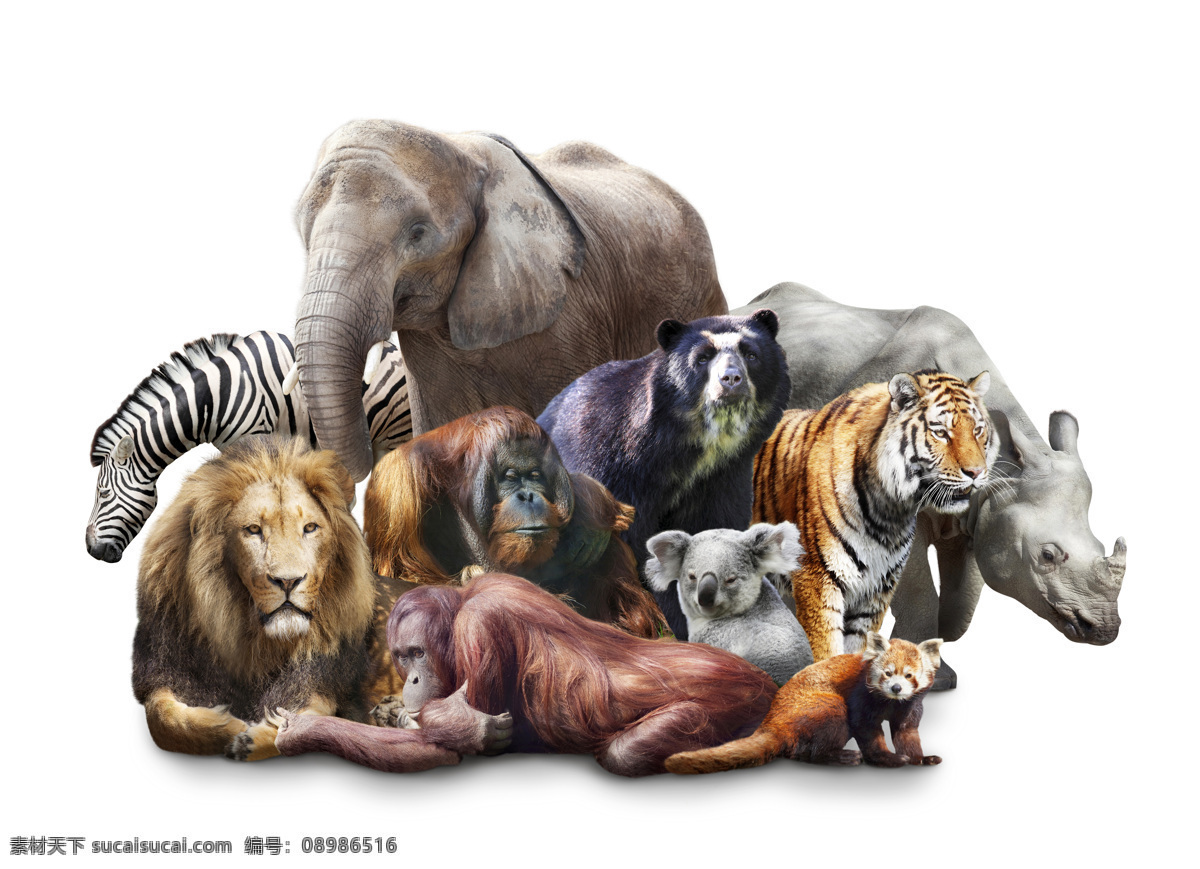 哺乳动物 合 辑 斑马 大象 狮子 老虎 猩猩 动物 陆地动物 生物世界