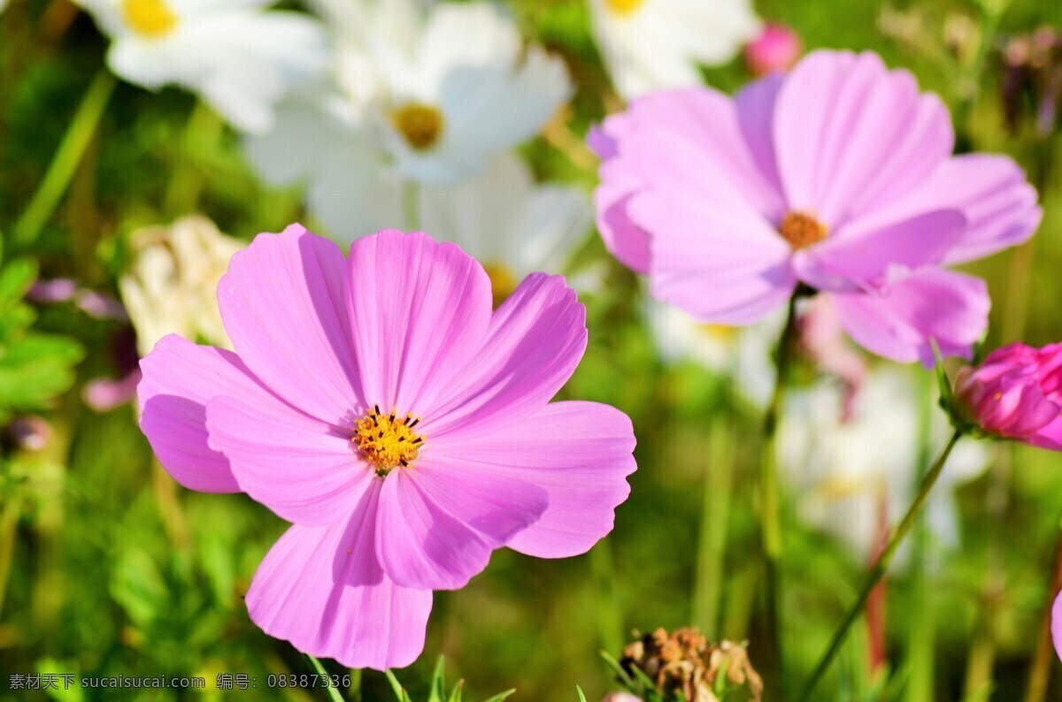 波斯菊 菊花 野花 野花组合 花语 花艺 园艺 园林 观花植物 观赏植物 鲜花 花草 花朵 花瓣 植物 花草植物树木 生物世界