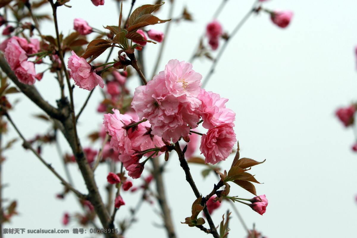 粉红色 风景 公园 花瓣 花草 花蕊 蓝天 露珠 樱花 森林公园 含苞 绿叶 水滴 枝干 自然 生物世界 psd源文件