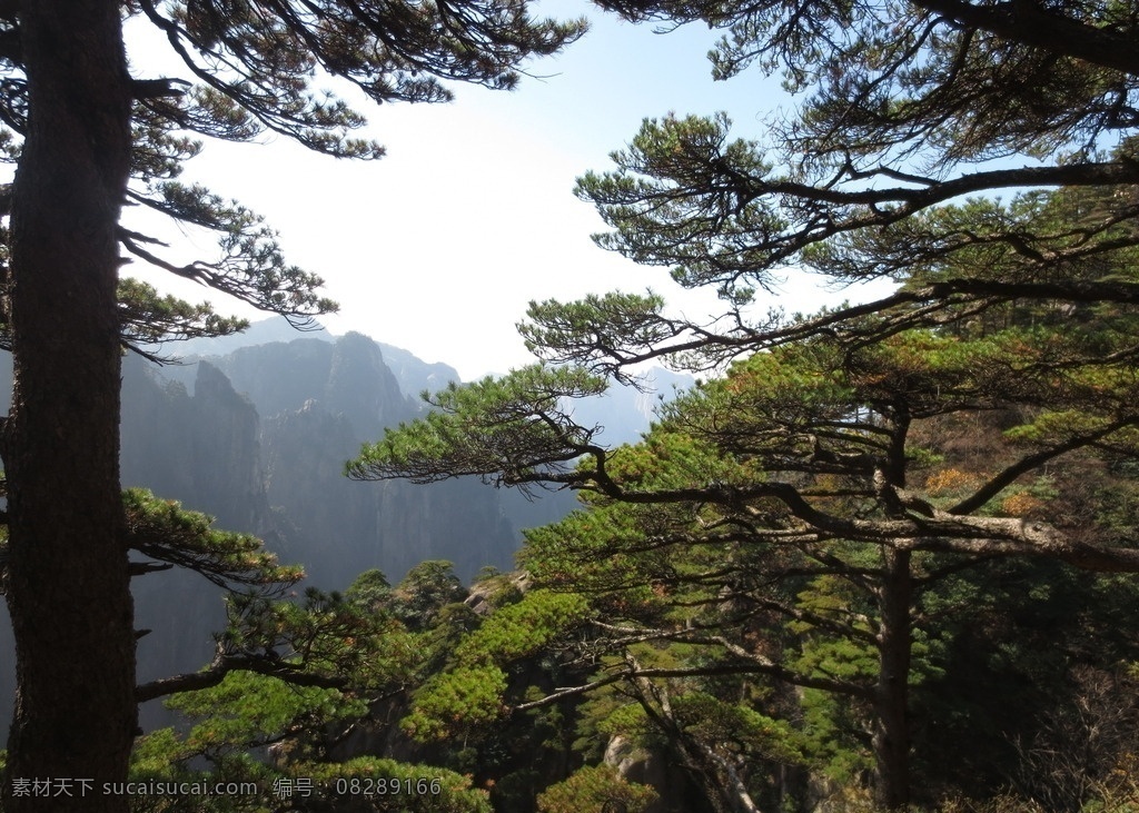 黄山松柏 黄山 松柏 层层树 树缝隙 黄山山中景 旅游摄影 自然风景