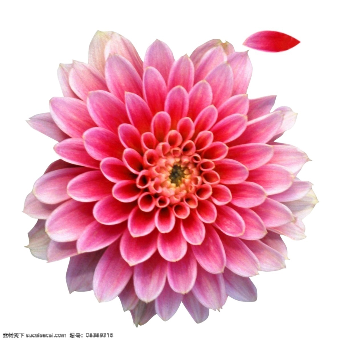 红花 大红花 莲花 粉色花 粉花 花蕊 分层