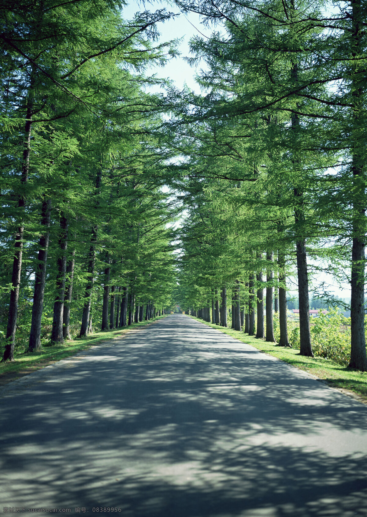 林荫大道 树林 山林 森林 封山育林 林场 自然风景 山水 田园 自然景观