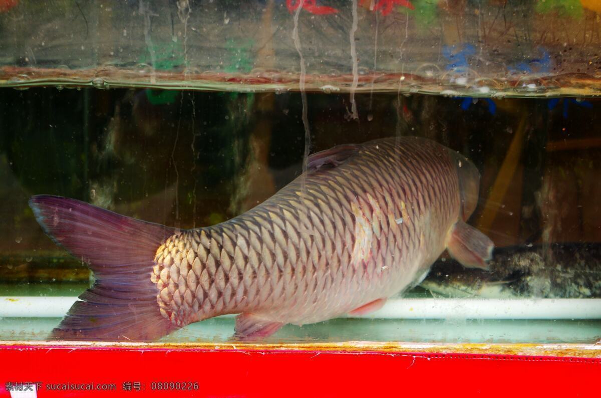 商务 酒店 清水 商务酒店 生物世界 透明 鱼类 海鲜鱼缸 海鲜肉食 海鲜展台 大草鱼 游水