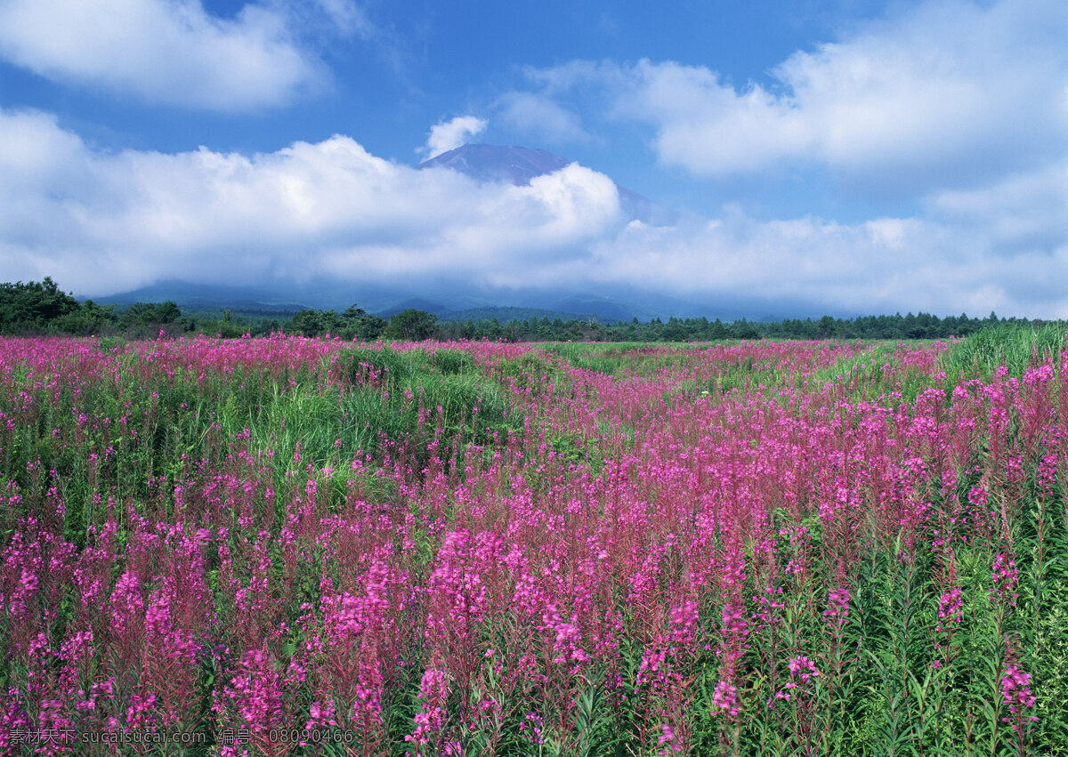 蓝天 花海 花朵 鲜花 蓝天花海 花丛中 生物世界