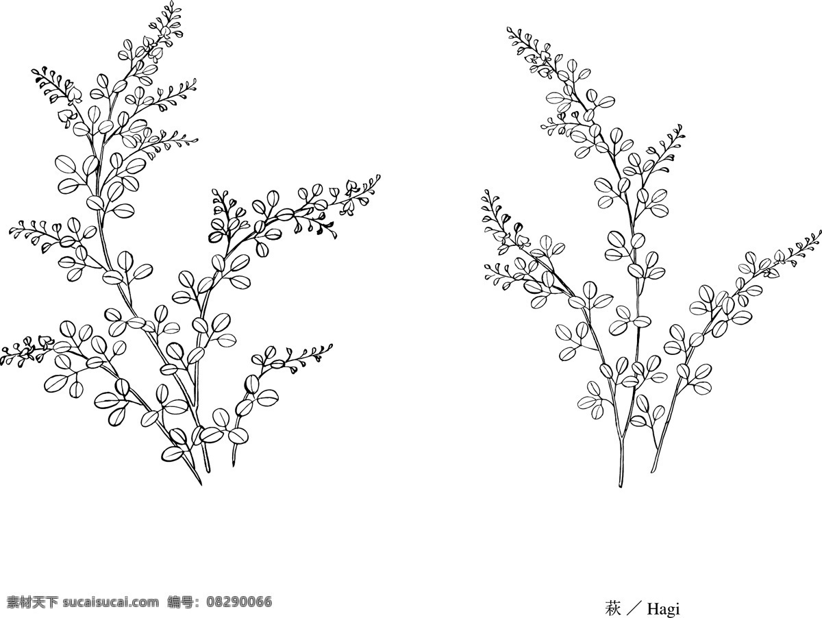 秋草 草 植物 草本 和式 日式 矢量 白描 素描 线稿 日本植物矢量 美术绘画 文化艺术