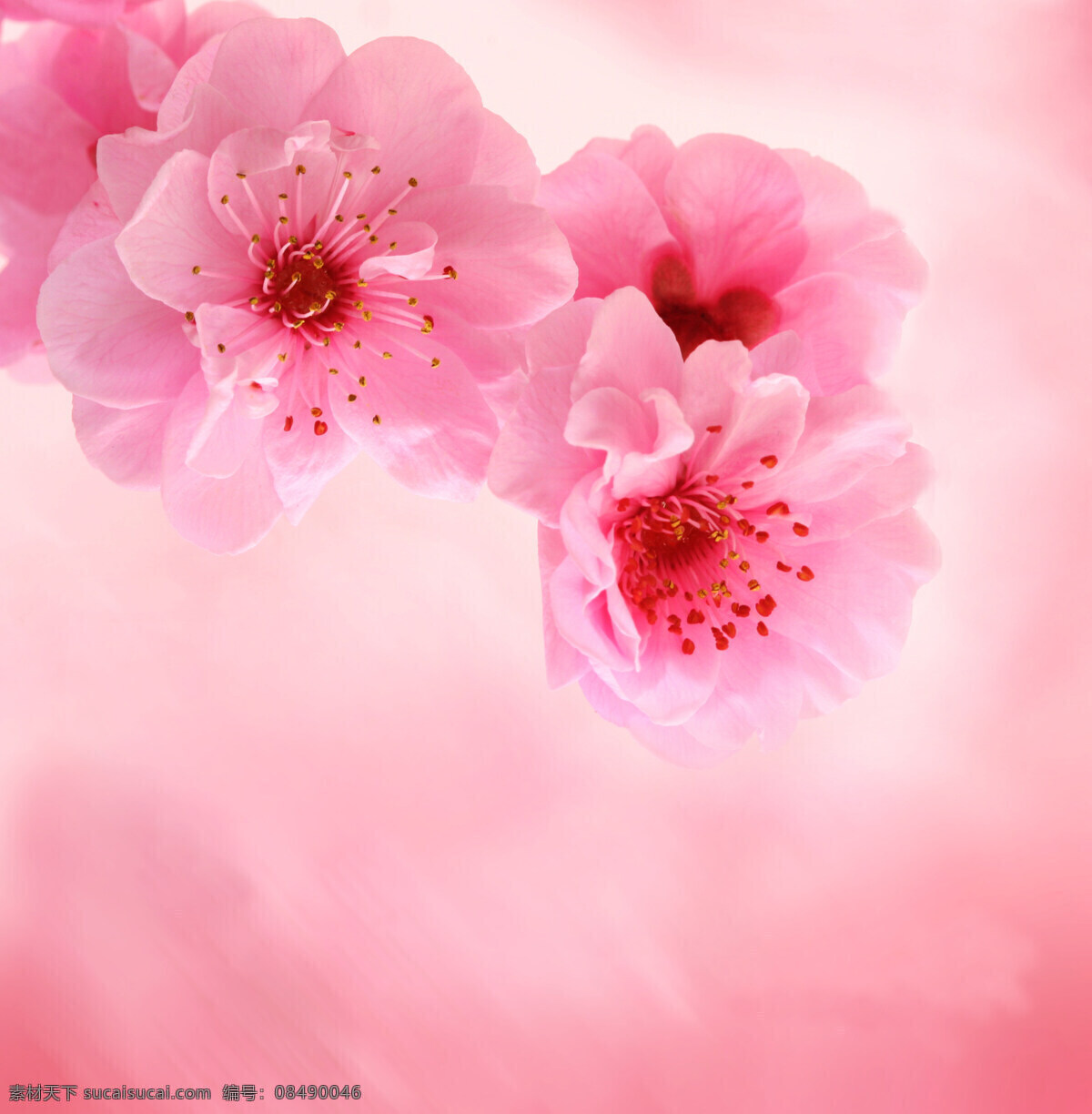 唯美 粉色 梅花 背景 花卉 花朵 花草