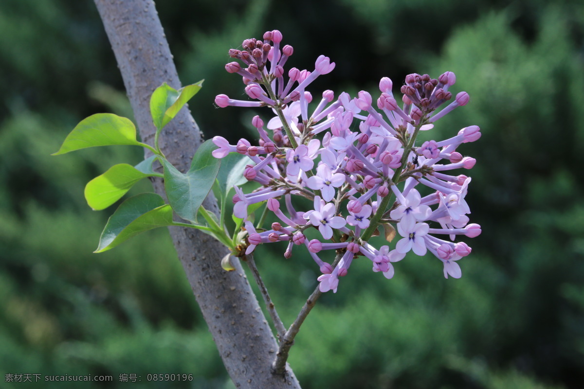 丁香花 丁香 丁香树 春天 花卉 名贵花卉 树枝 自然景观 绿化景观 丁香玉兰花 生物世界 花草