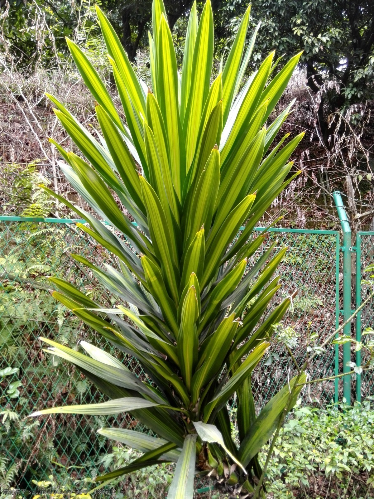 发射状的叶子 绿叶 树叶 像烟花 长叶子 植物 生物世界 树木树叶