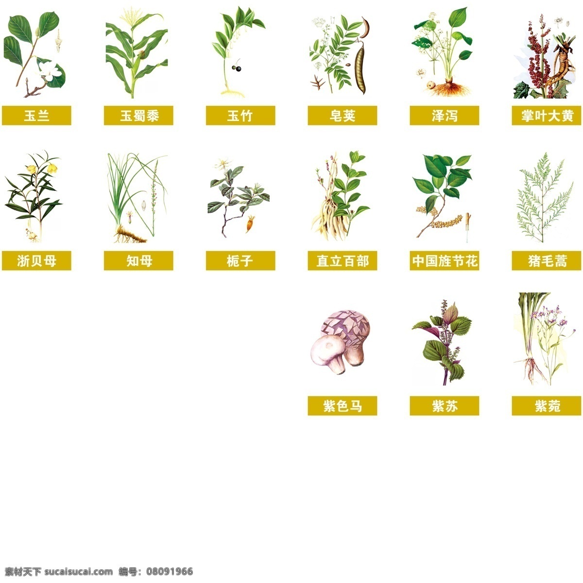 中药 百草 本草纲木 草药 医疗保健 药材 psd源文件 分层 源文件
