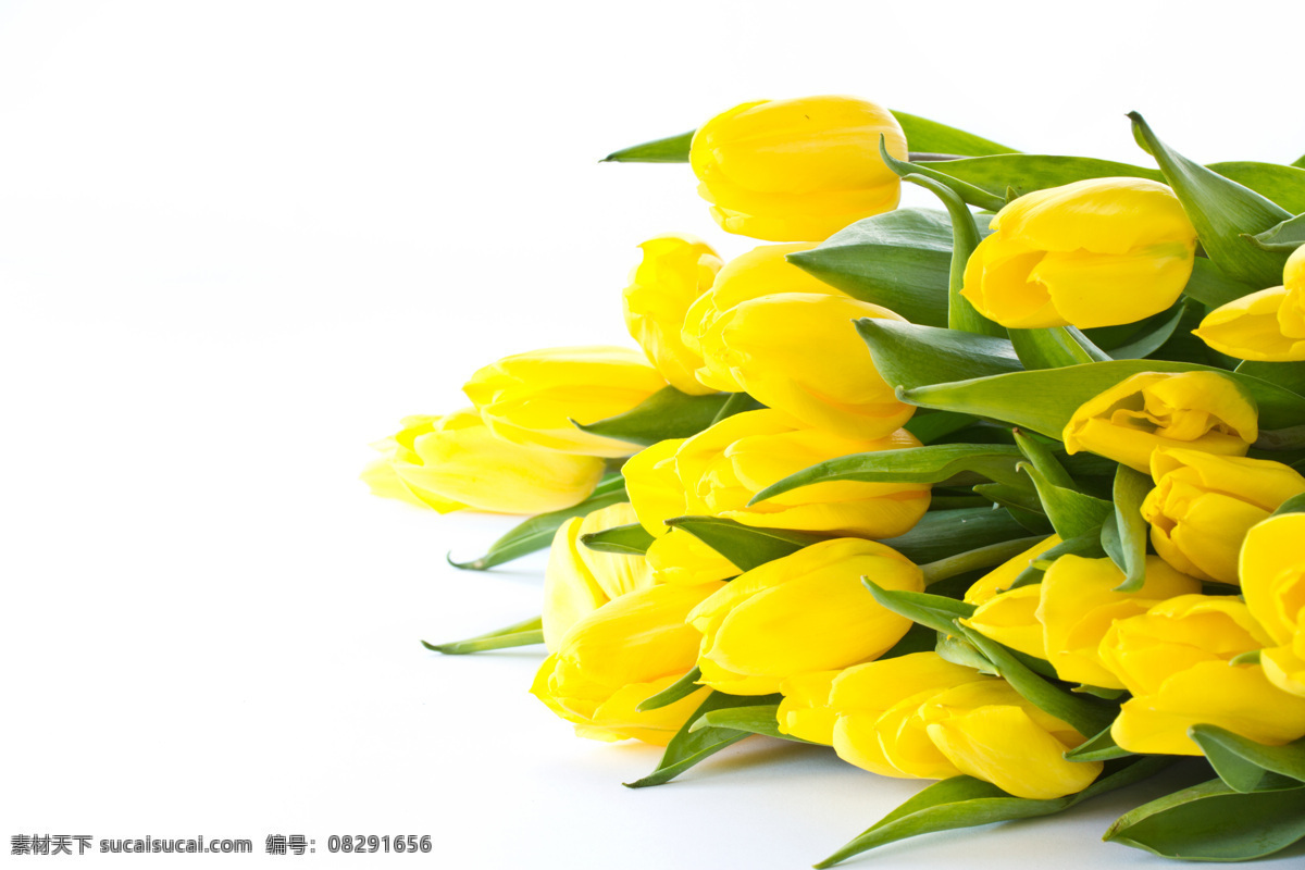 美丽 黄色 郁金香 鲜花 花朵 鲜艳 新鲜 植物 花束 花草树木 生物世界