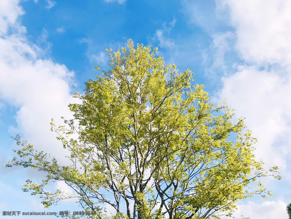 壹棵树 一棵树 蓝天 白云 绿树 自然景观 自然风景
