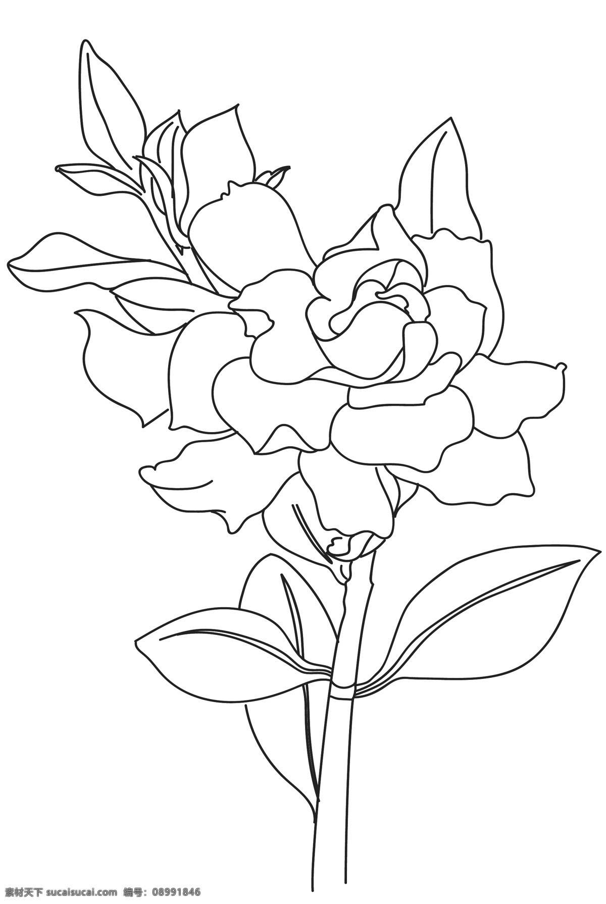 线描栀子花 栀子花 卡通 线描 鼠绘 时尚 插画 底纹边框 背景底纹