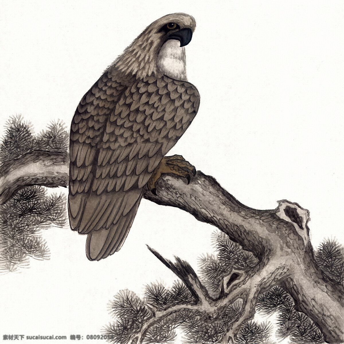 鹰 工笔花鸟 国画0226 国画 设计素材 花鸟画篇 中国画篇 书画美术 白色