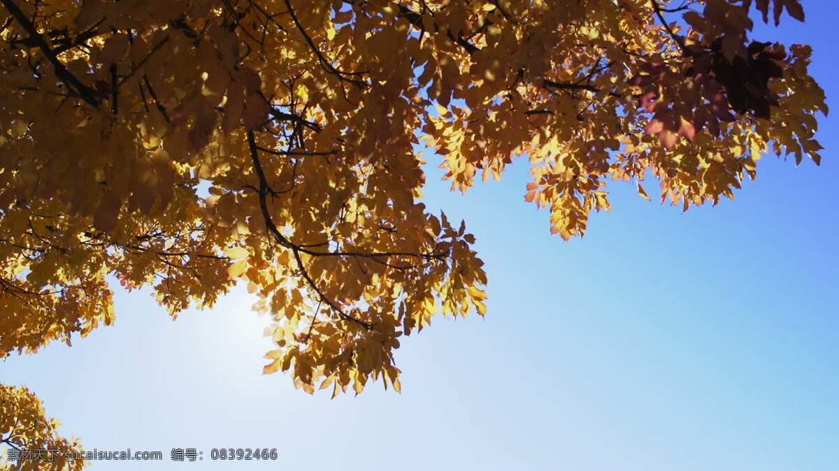秋天的树叶6 自然 秋天 叶 落下 树 背景 美丽的 场景 风景 公园 森林 伍兹 林地 宁静的 宁静 平静的 平静 放松 生态学 在户外 生态的 环境 季节 颜色 丰富多彩的 着色 艳 绿叶