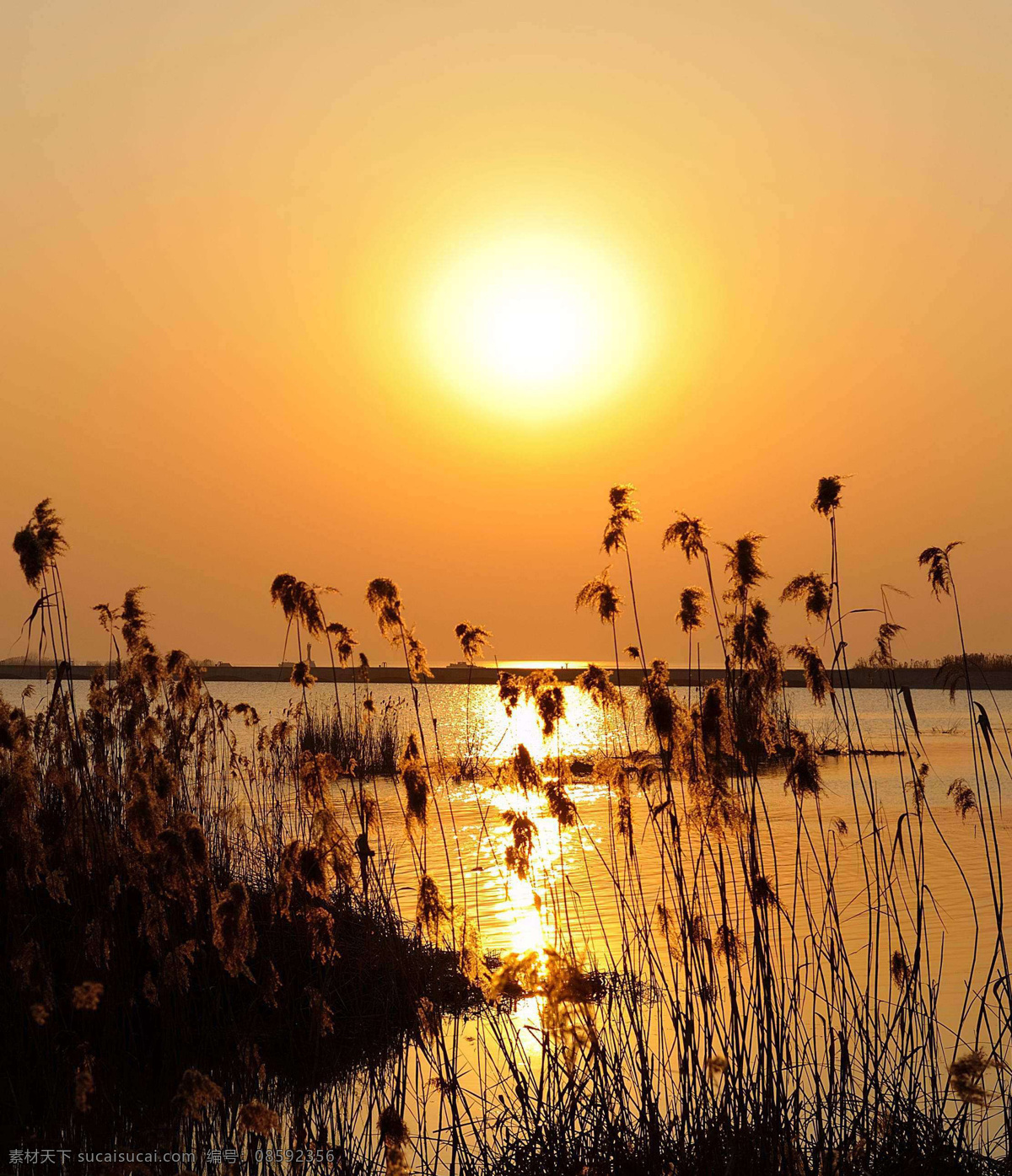 太湖落霞 无锡 太湖 湖 湖水 日落 太阳 晚霞 落霞 芦苇 鼋头渚 国内旅游 旅游摄影