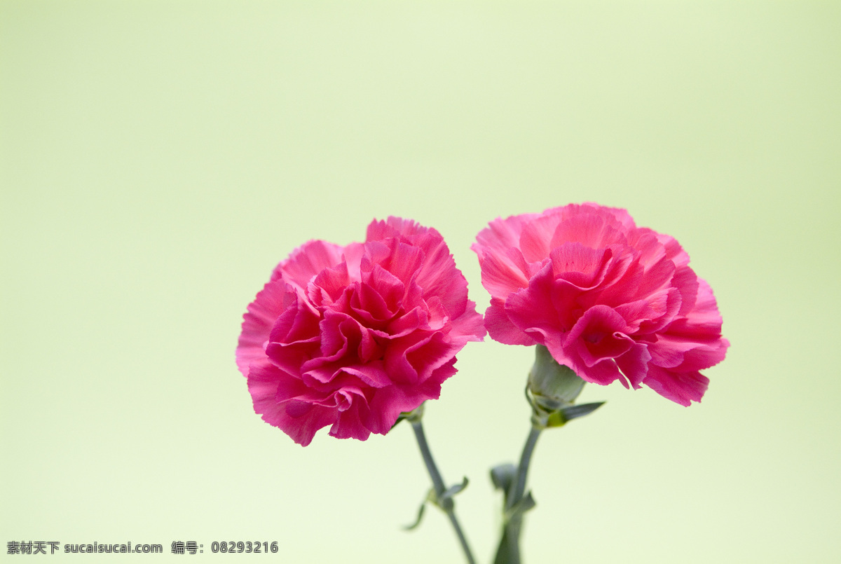 康乃馨 花草 母亲节 生物世界 节日素材 母亲父亲节