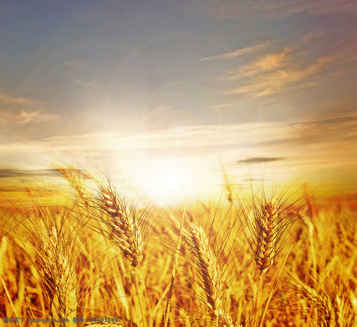 小麦田 金色 麦田 写真 特写 小麦地 小麦 麦子 一片 自然 景观 风景 自然景观 田园风光