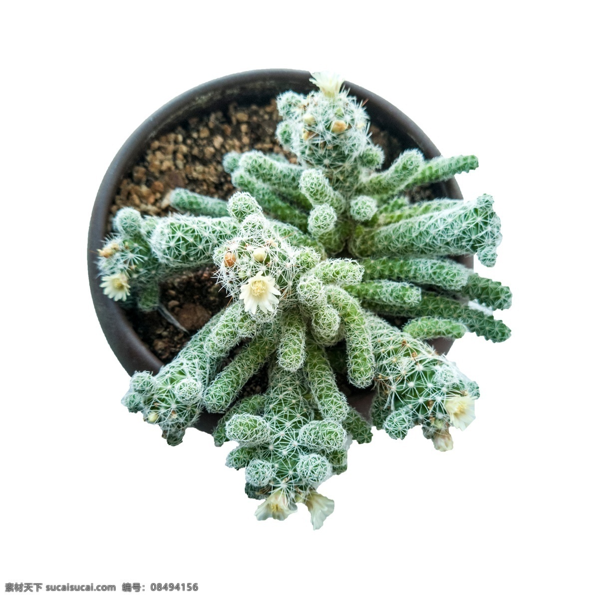 盆 绿色植物 盆栽 家养盆栽 小型盆栽 植物 绿植 带刺绿植 白色小花 花朵 泥土 观赏 生命力