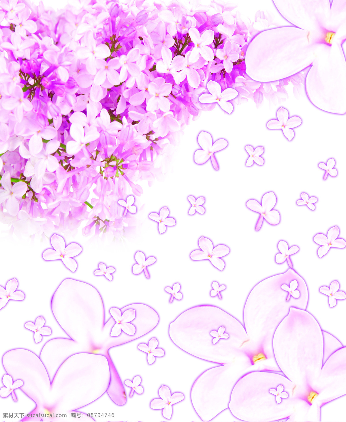 丁香花 底纹边框 花瓣 花朵 花朵底纹 设计素材 鲜花 移门 紫色 装饰图案 移门图案 装饰素材