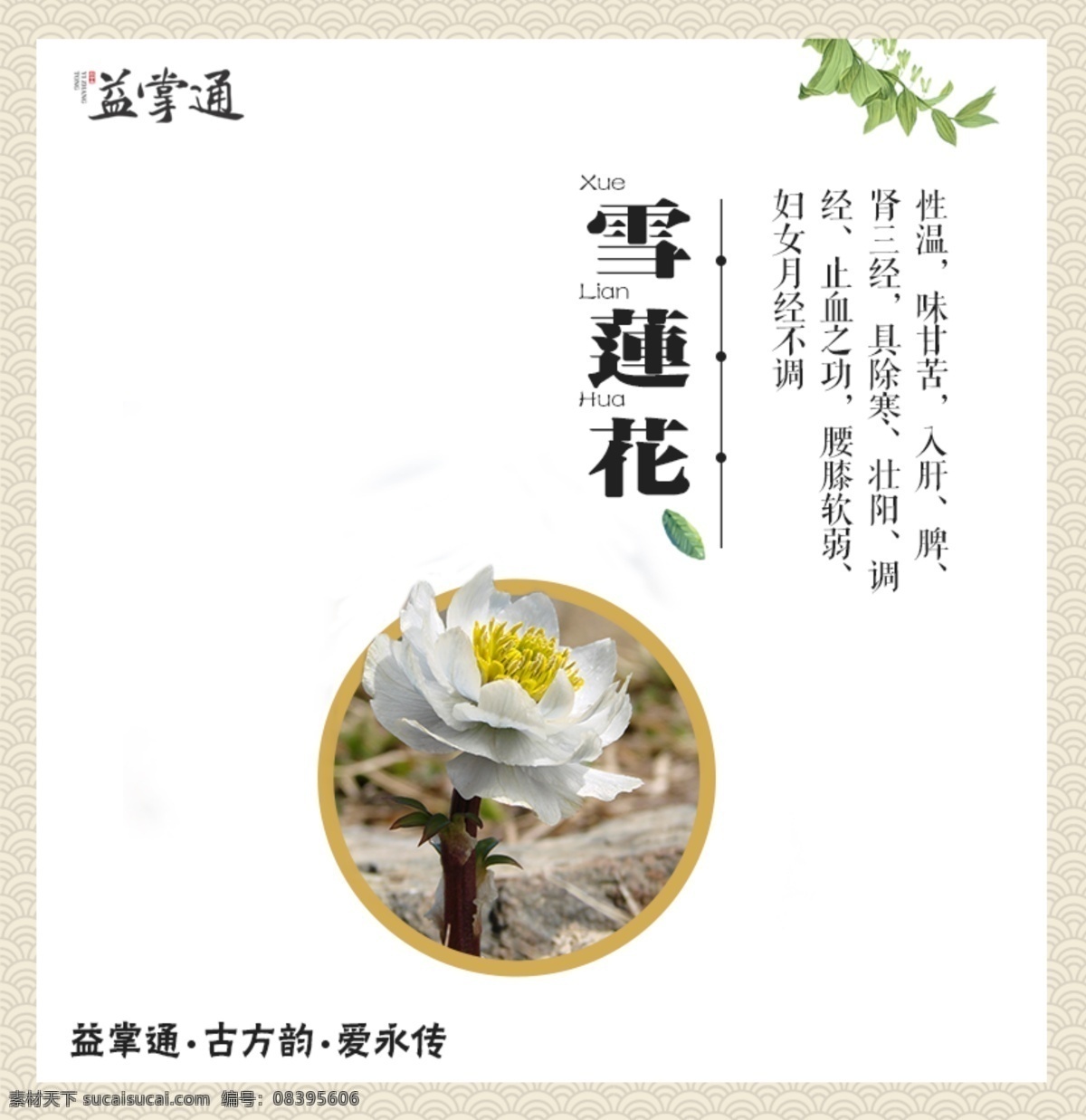 雪莲花 药草 草药 益掌通 草 植物 花卉 莲花 中药 分层