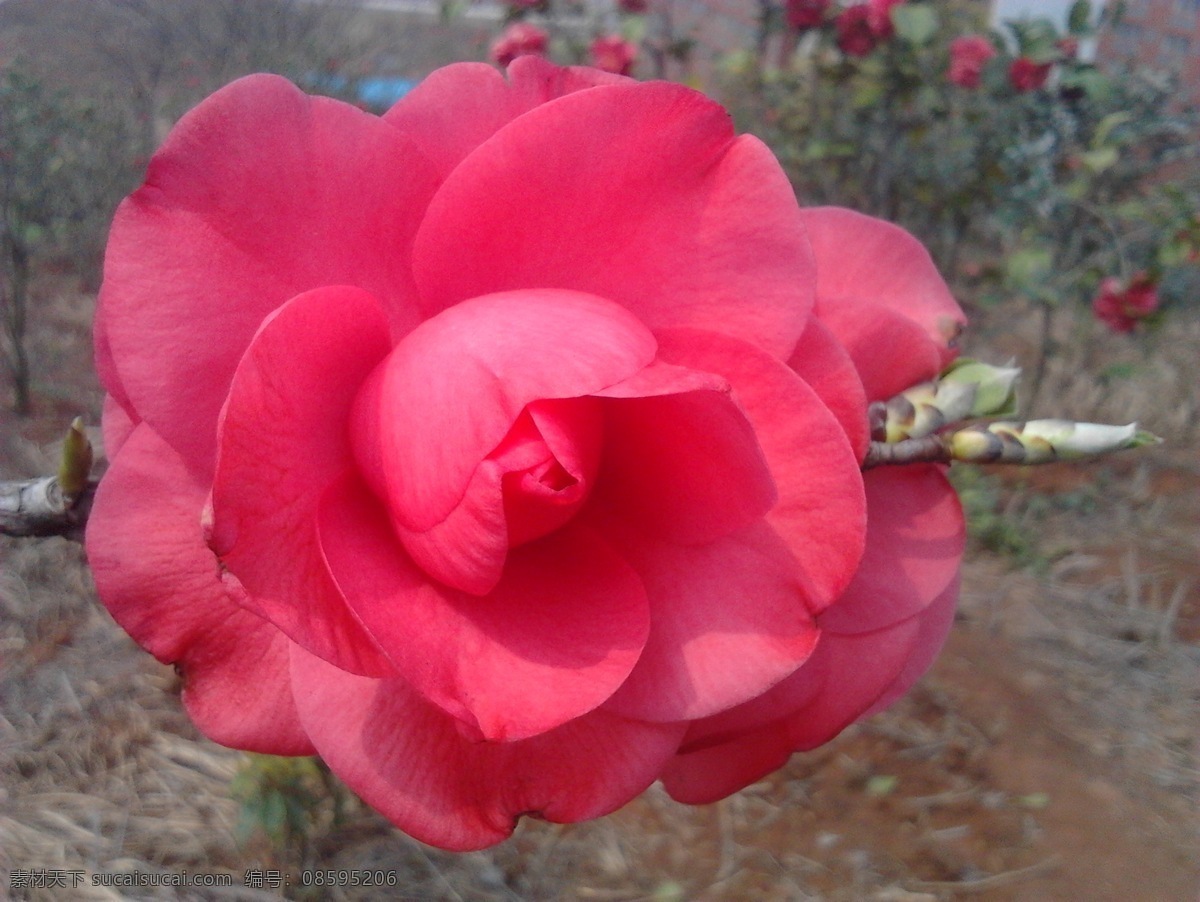 茶花 春天 红花 花 花草 花朵 开放 鲜花 绽放 生物世界 psd源文件