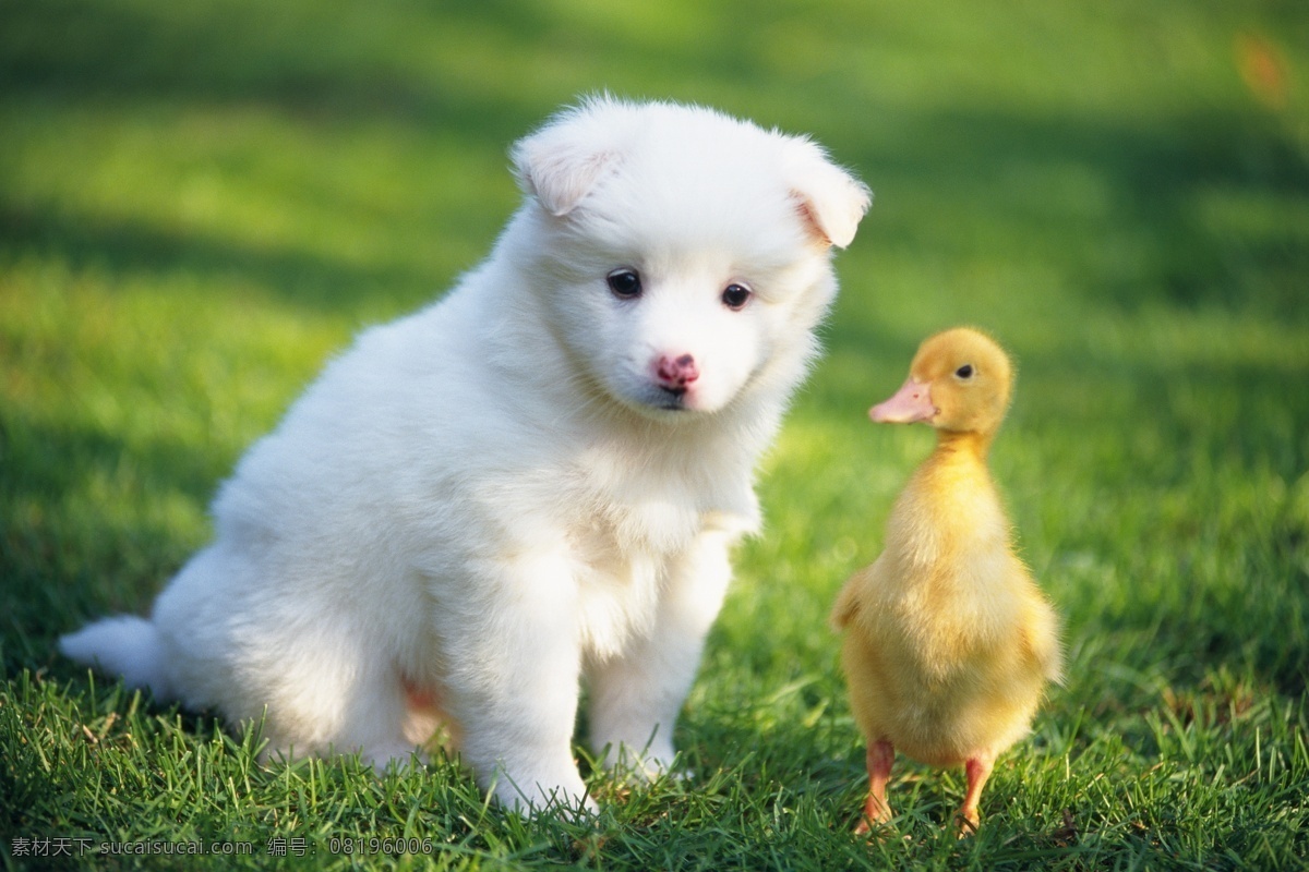 草地 上 小狗 小 鸭子 犬 狗图片 宠物狗 名贵犬种 宠物狗图片 可爱 小狗图片 宠物 小鸭子 小动物 陆地动物 生物世界 绿色