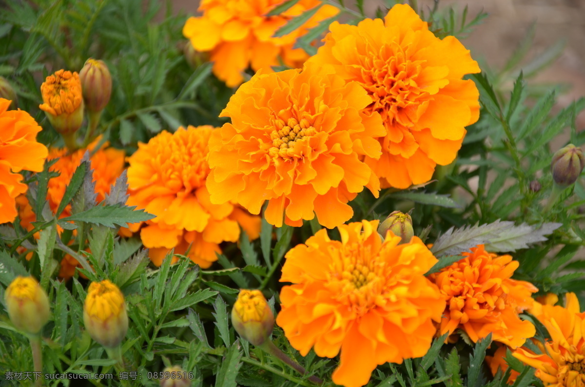 孔雀草 花卉 小万寿菊 红黄草 西番菊 缎子花 菊科 万寿菊属 花数朵 橙黄色 花卉系列 花草 生物世界