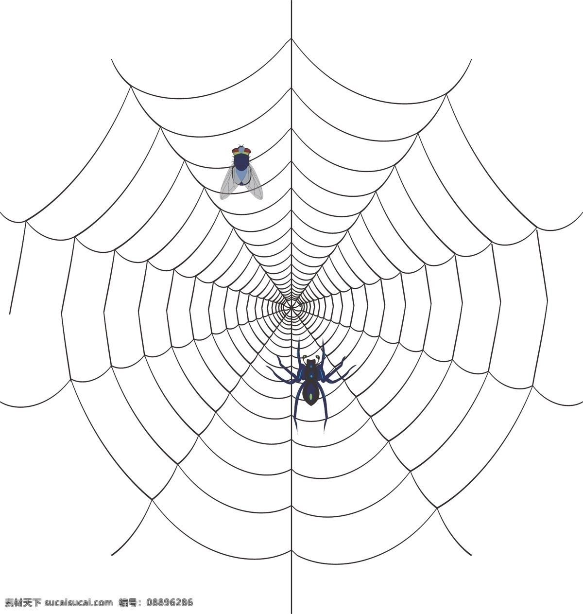 蜘蛛网 蜘蛛 网 昆虫 生物世界 矢量 白色