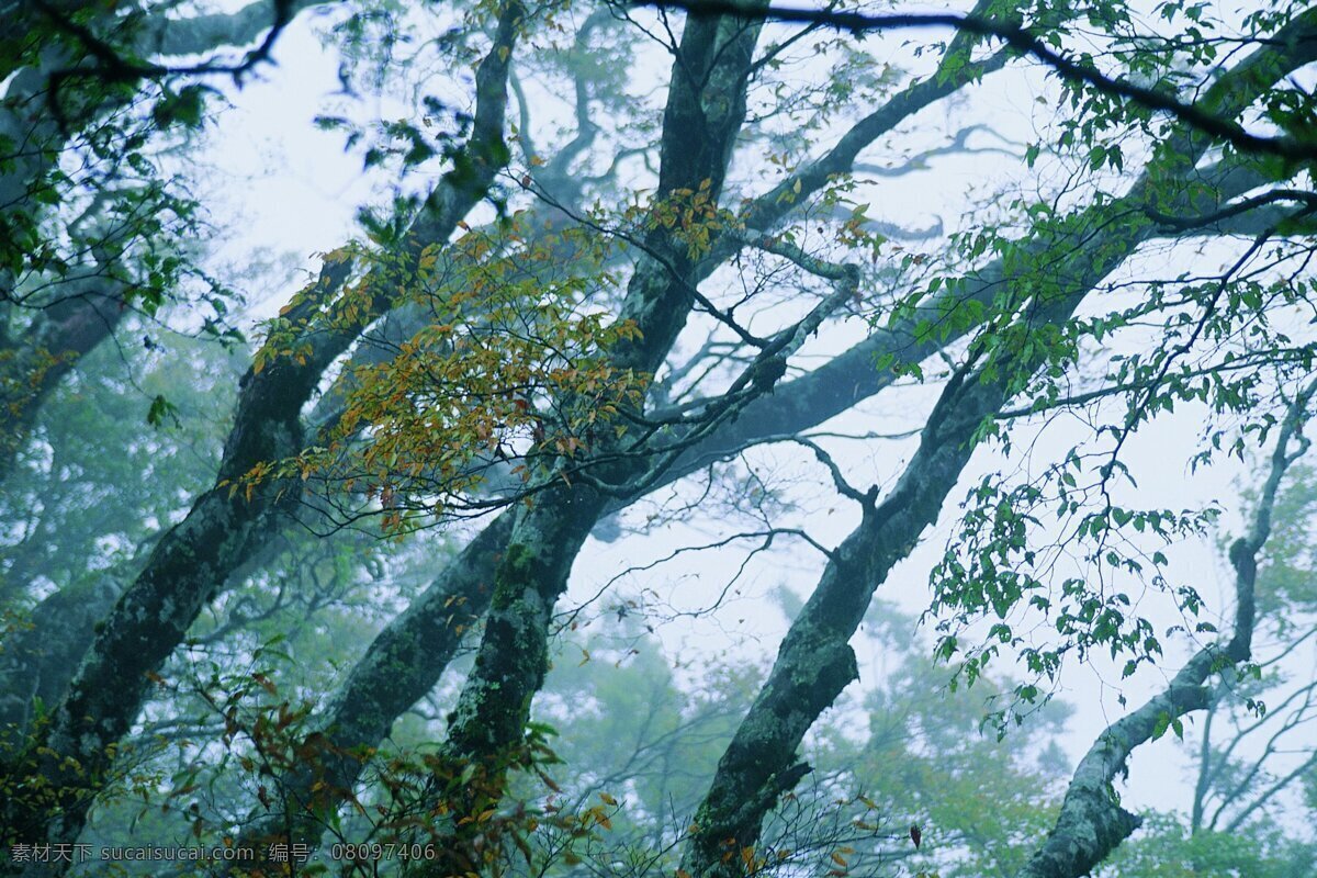 秋季 风景图片 秋天 金风起处 枝出浅黄 枫林尽染 硕果满园 山明水净 夜阑来霜 如歌如画