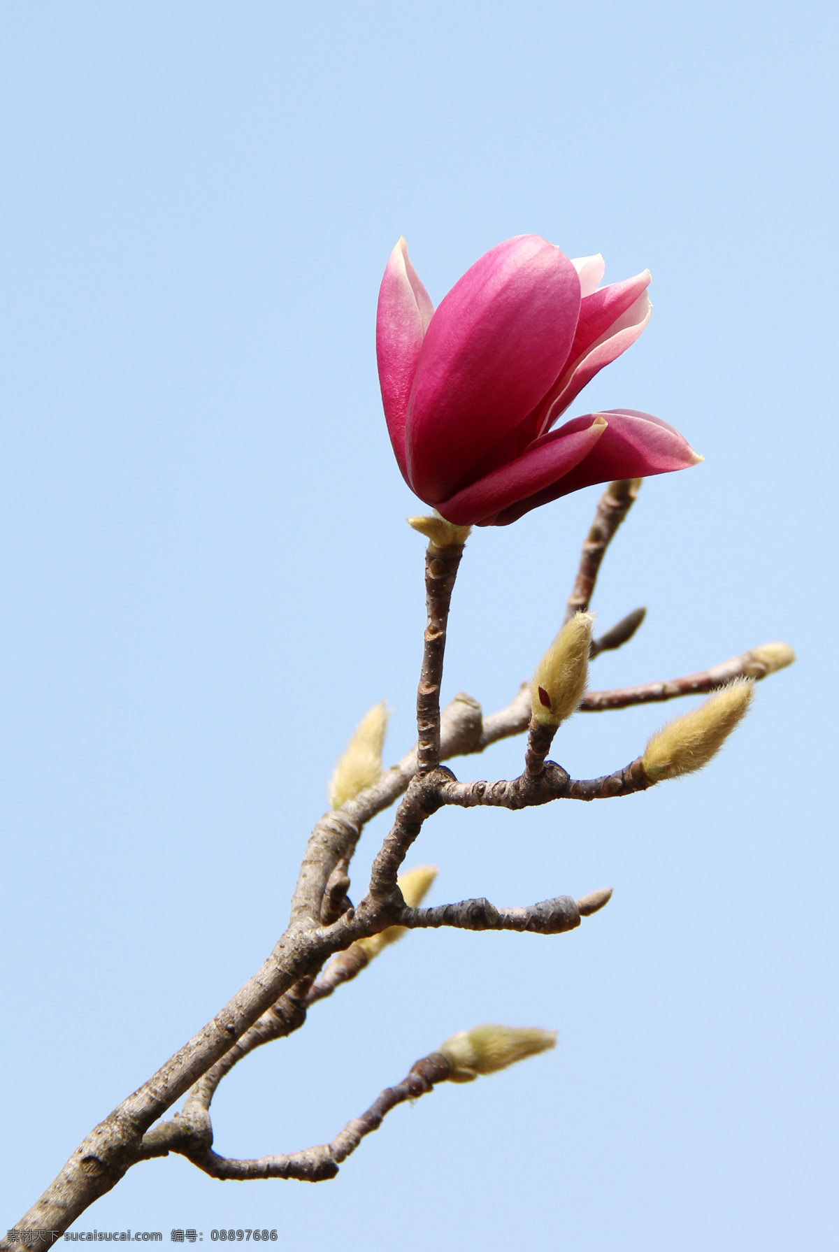 紫玉兰 木兰 辛夷 木笔 望春 小花 松山湖 生物世界 花草