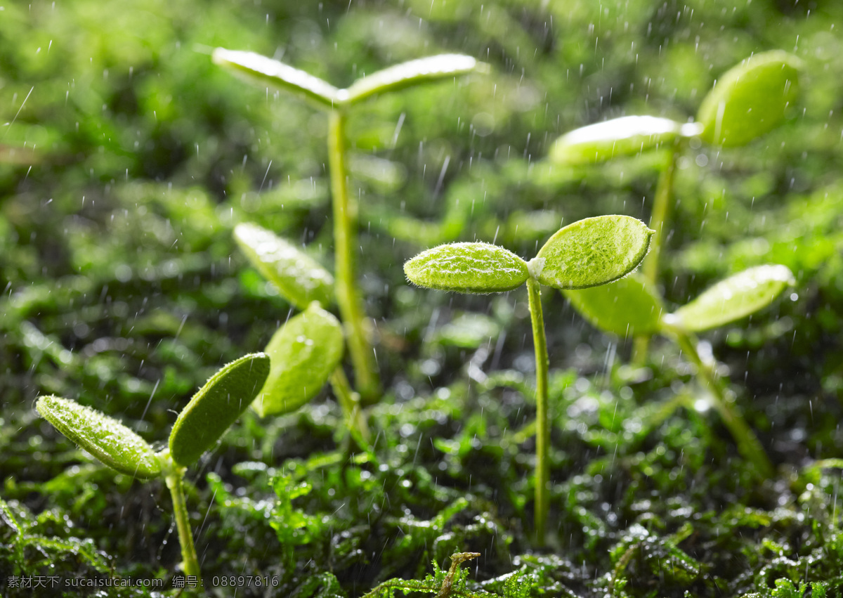 绿芽新生 嫩芽 嫩叶 新芽 泥土 幼芽 雨水 草地 种子 发芽 生长 新生 生命的希望 自然景观 绿色 植物 生物世界 其他生物