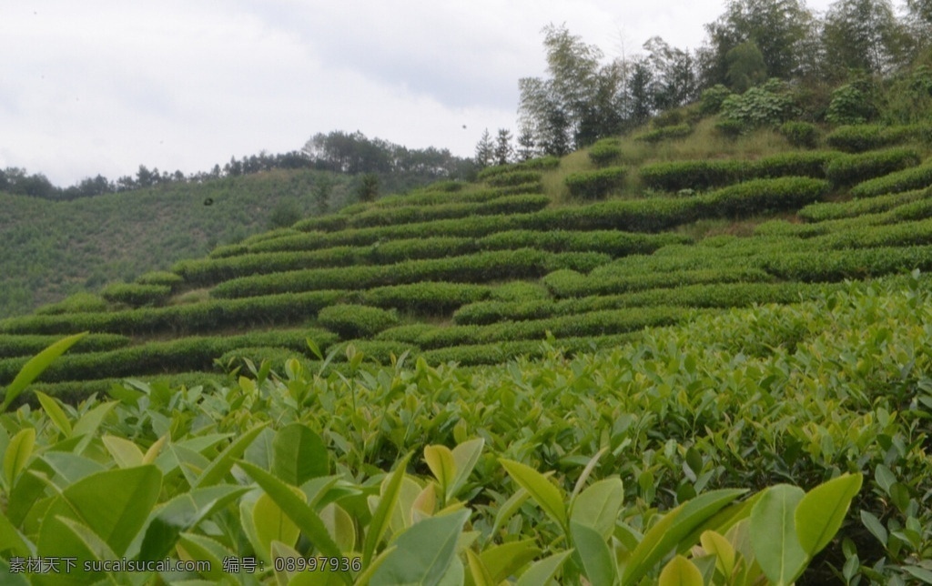 茶山 采茶 茶饼 茶叶 大红袍 红茶 茶艺 茶文化 茶 民俗 名贵 精工 传统文化 生活百科 餐饮美食 饮料酒水 自然景观 自然风景