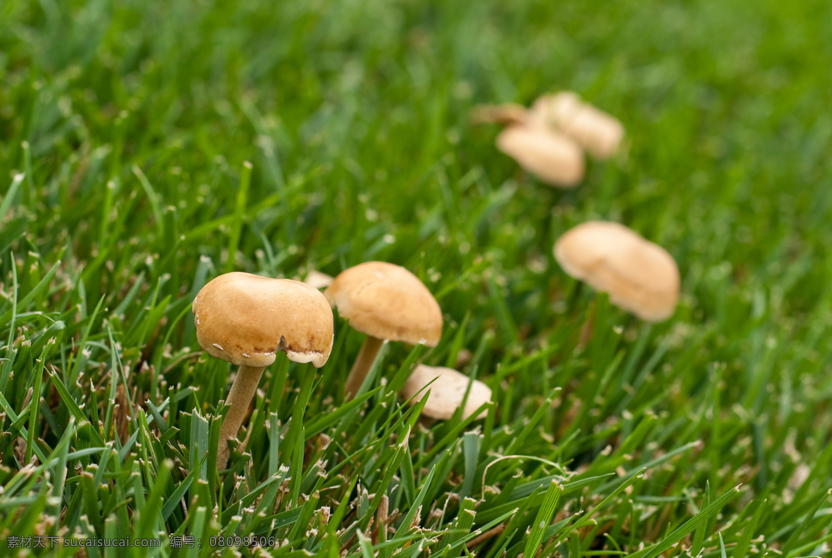 菌类 蘑菇 生物世界 蔬菜 野蘑菇 香蘑菇 野菌菇 食用菌 高档食用菌 高级食用菌 菇子 菇类 风景 生活 旅游餐饮