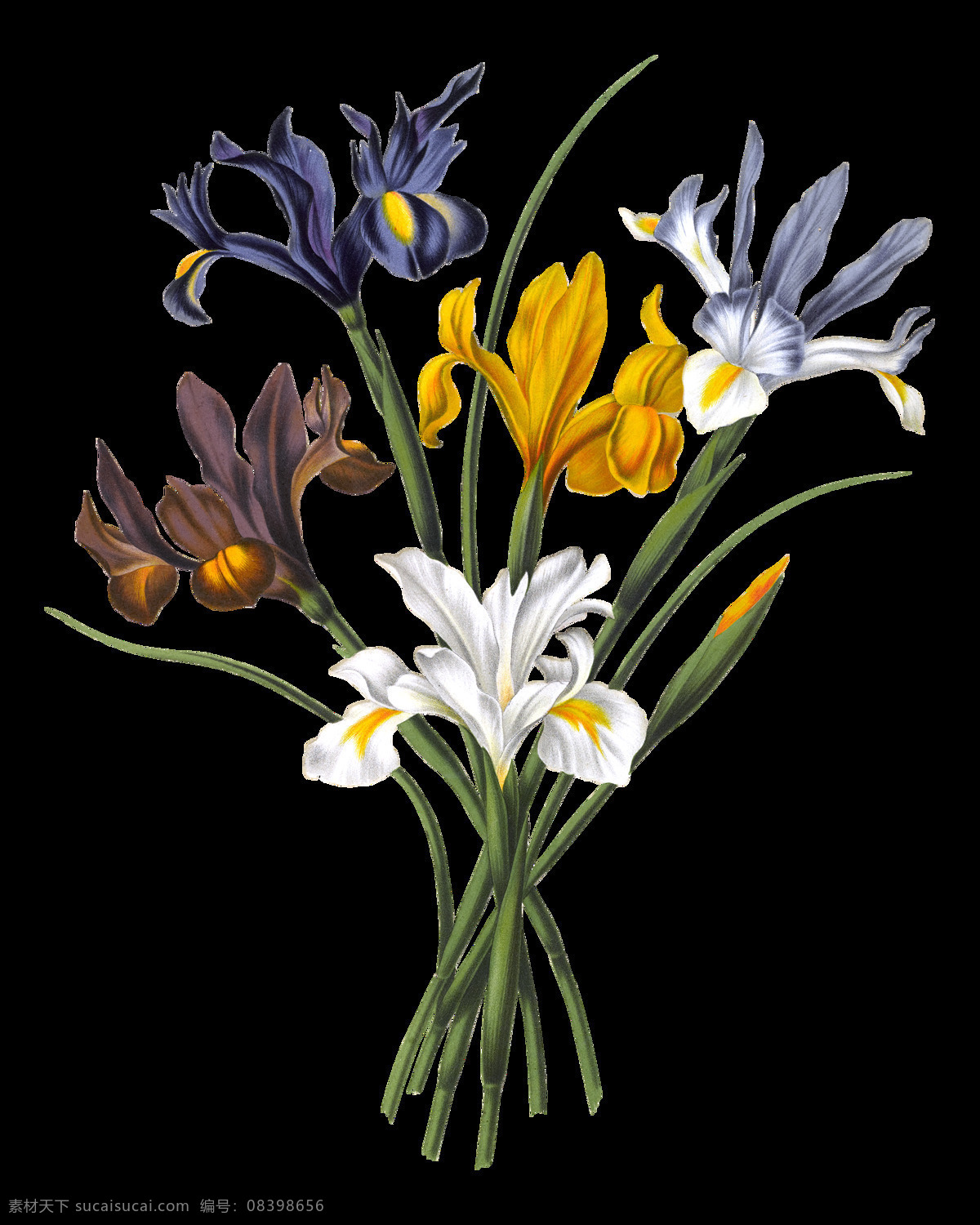 高清 兰花 元素 春季花朵素材 花草 花朵 花朵素材矢量 盛开 矢量花朵素材 矢量鲜花花朵 矢量鲜花素材 鲜花 鲜花素材 绽放