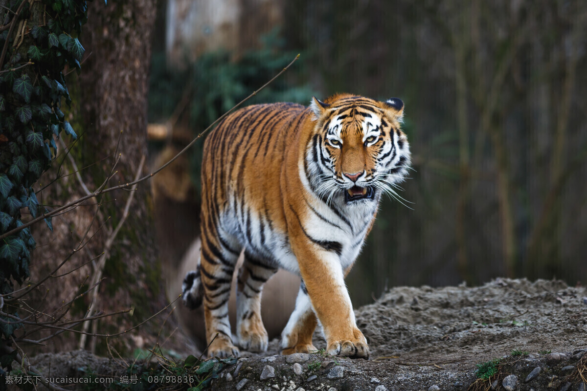 老虎 东北虎 卧虎 猛虎 野兽 猫科动物 猛兽 食肉动物 凶猛 老虎图片 野生动物 生物世界