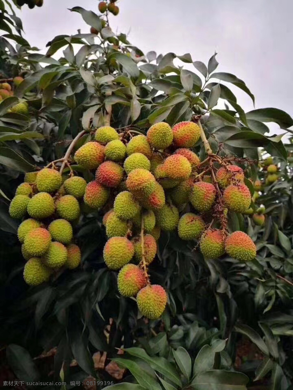 荔枝熟了 丰收的荔枝 荔枝树 一枝荔枝 水果
