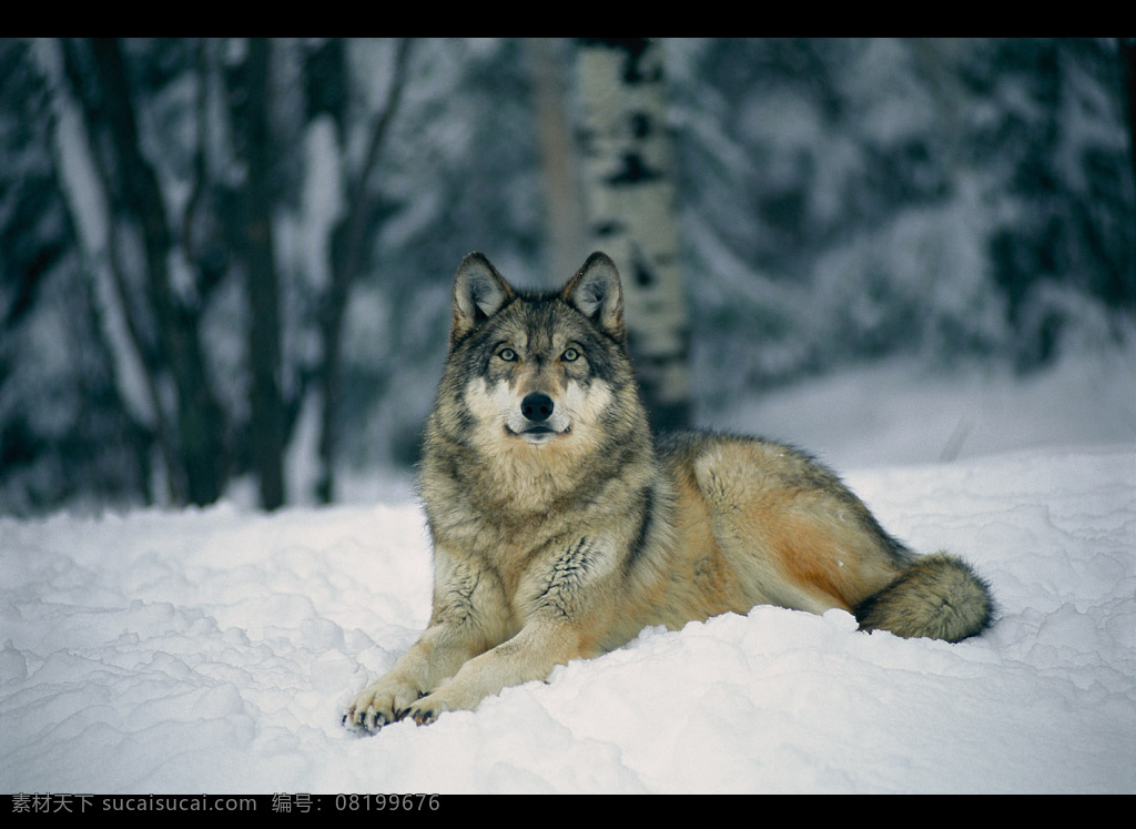 雪中的精灵狼 狼 冰雪 精灵 主宰 原野 生物世界 野生动物 摄影图库