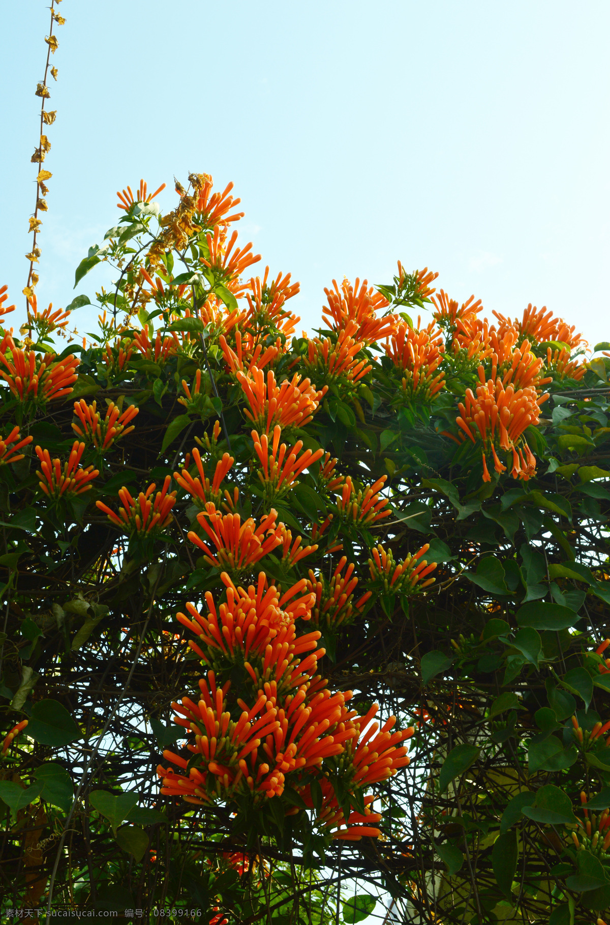 炮仗花 花草 花卉 阳光 黄鳝藤 迎春 户外 生物世界