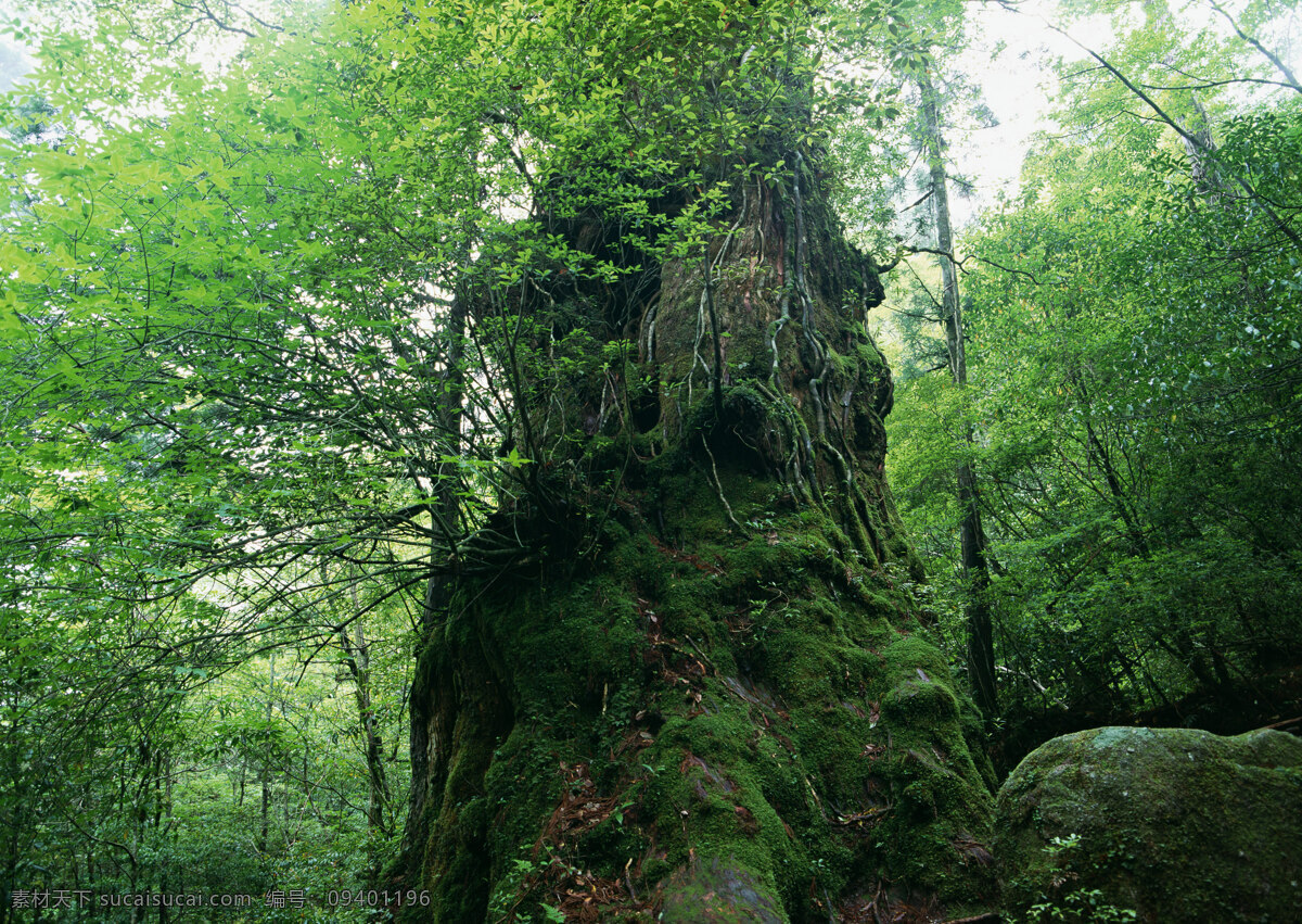 树林图片 森林树木 树林风景图片 树林高清图片 树木树叶 植物素材 生物世界 高清图片 花草树木