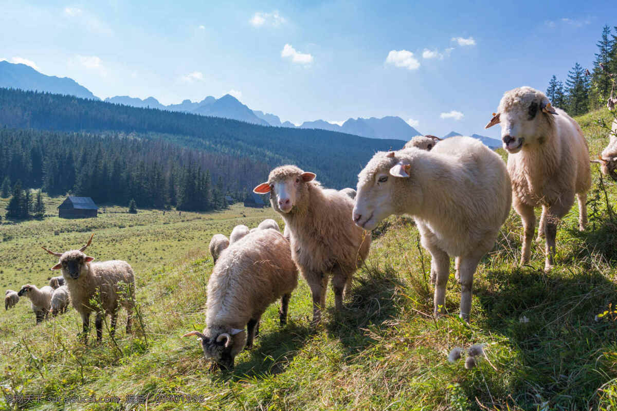 蓝天 雪山 绵羊 羊 白云 山脉 高原 梅里雪山 背景 散养 生态 冬季 一群羊 自然 风景素材 生物世界 野生动物