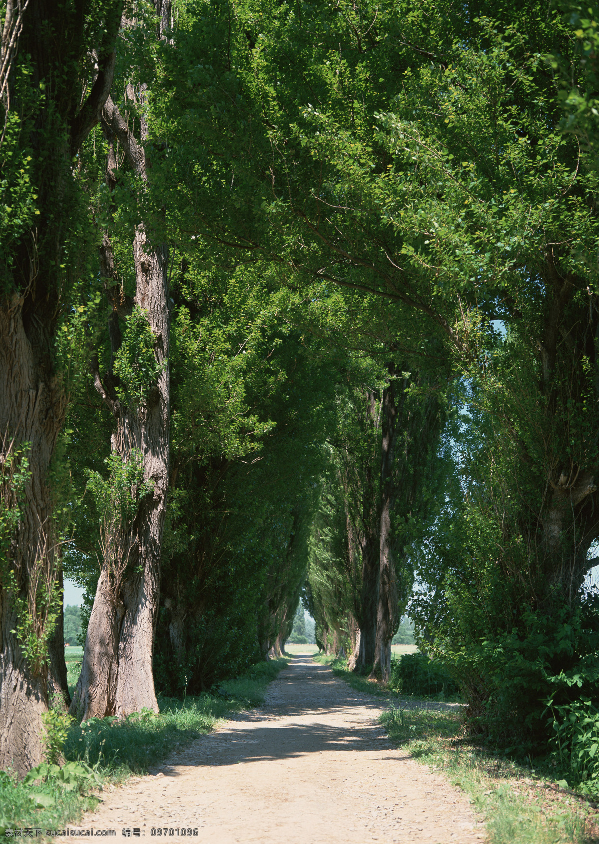 旅游景区 大树 植物 旅游 景区 自然风光 公路 道路 道路摄影 交通 公路图片 环境家居