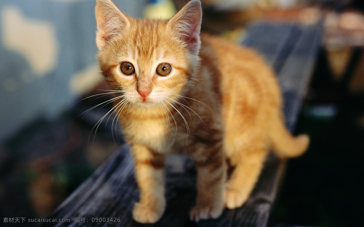 橘猫 花猫 可爱的猫咪 霸气 可爱 小猫 动物图片 生物世界 家禽家畜