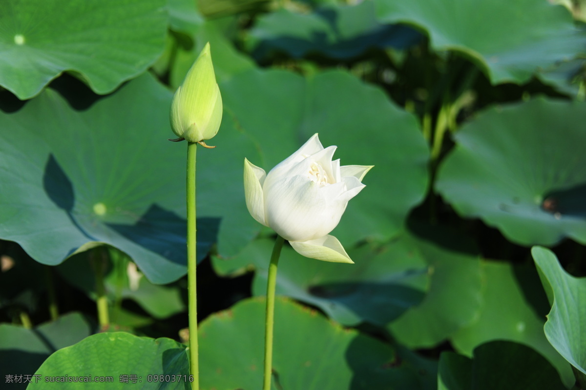 六月 荷花 白莲花 荷叶 花苞 花草 莲花 莲叶 绿叶 六月荷花 映 日 开 生物世界 psd源文件