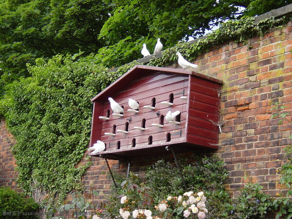 墙壁 房子 上 鸽子 鸟笼 植物 鸽子摄影 动物 动物素材 空中飞鸟 生物世界 黑色